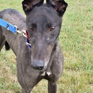 An adult medium-sized male Greyhound dog named Neighbaah for adoption in grandville, MI