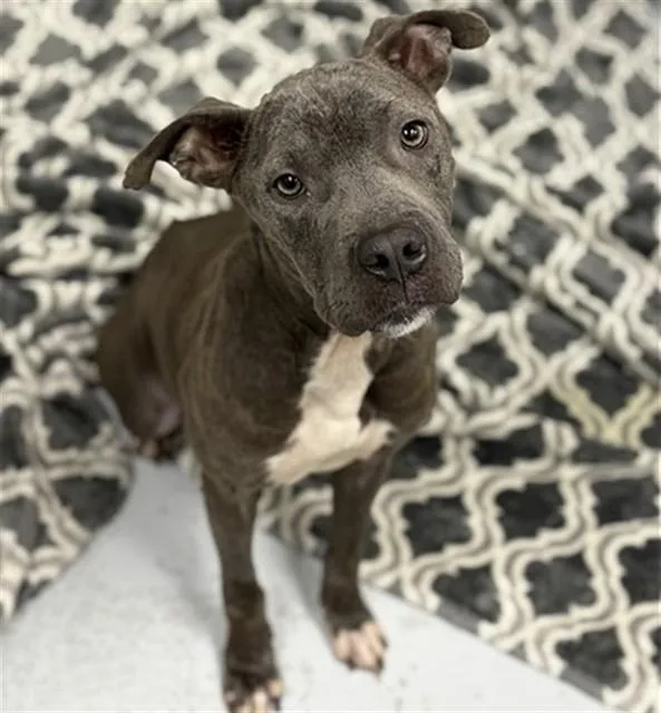 A young medium-sized female American Staffordshire Terrier dog named Lil Mama for adoption in Conroe, TX