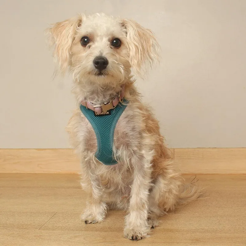 A young small-sized male White / Cream Shih Tzu dog named Ferris Wheel D for adoption in Minnetonka, MN