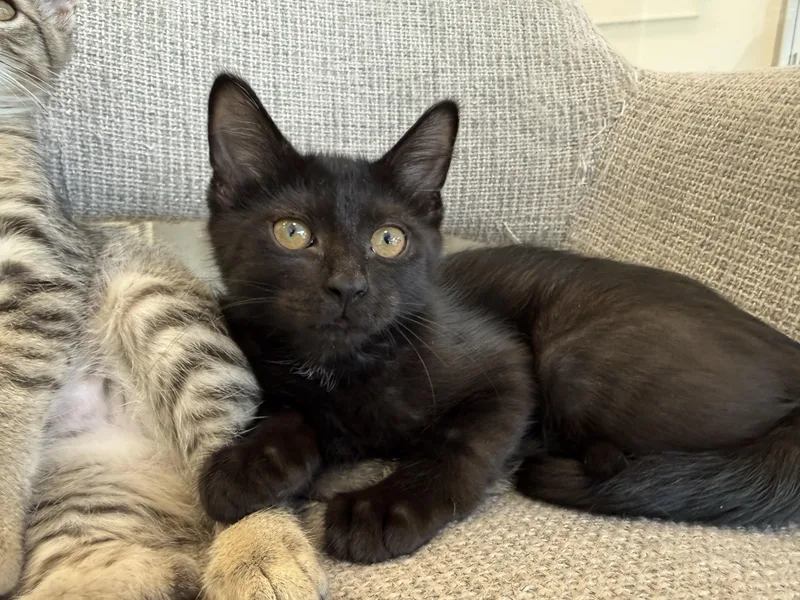 A baby medium-sized male Domestic Short Hair cat named Monday for adoption in Evanston, IL