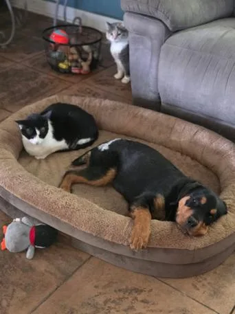 A baby large-sized female Rottweiler dog named Brooke for adoption in Oswego, IL