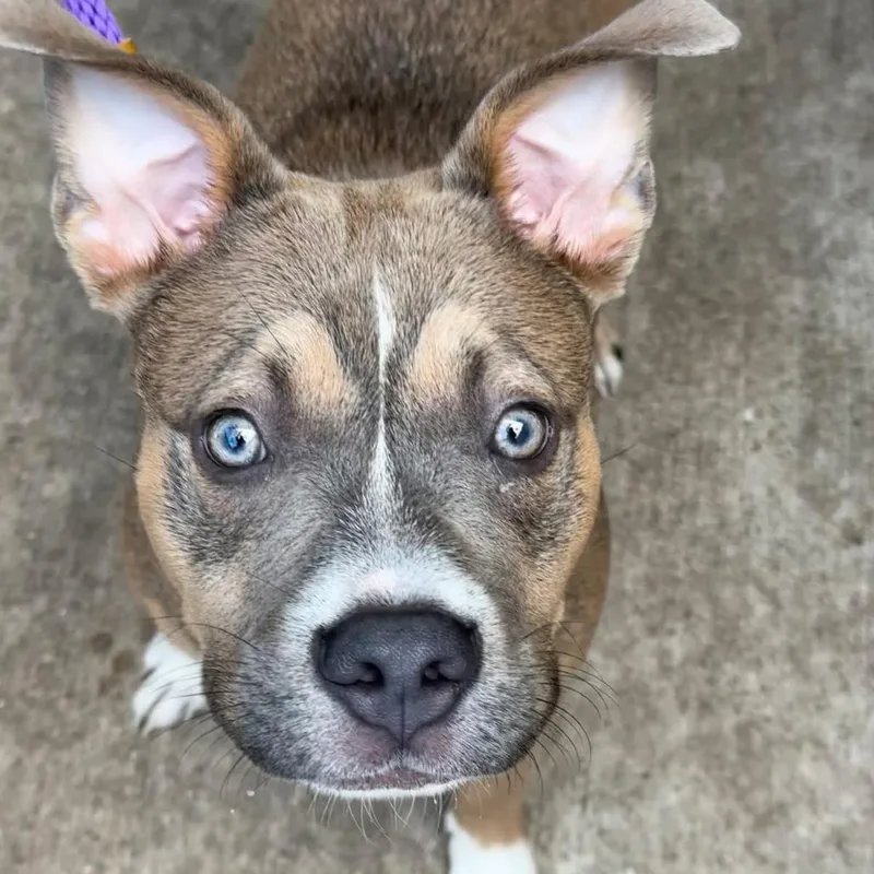 A young medium-sized male Mixed Breed dog named Graham for adoption in Hinsdale, IL