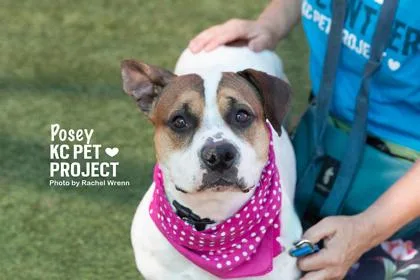 An adult large-sized female White / Cream Pit Bull Terrier dog named Posey for adoption in Kansas City, MO