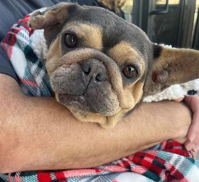 A young small-sized female French Bulldog dog named Petunia for adoption in Ontario, CA