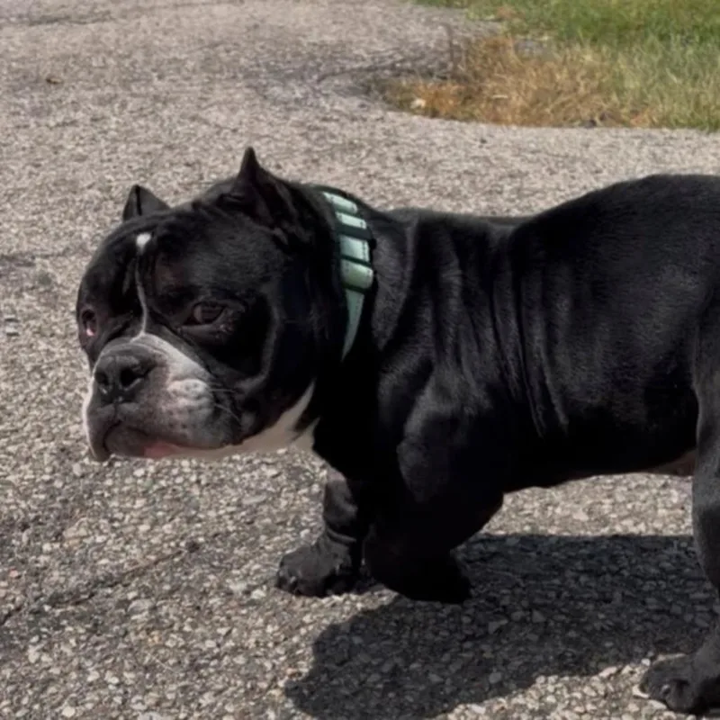 An adult medium-sized male Black American Bully dog named Hoagie for adoption in Huber Heights, OH