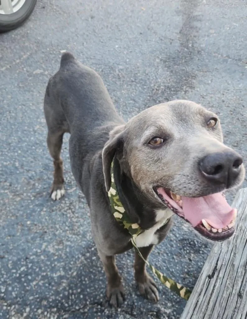 An adult medium-sized male Labrador Retriever dog named Finn for adoption in Camden, TN