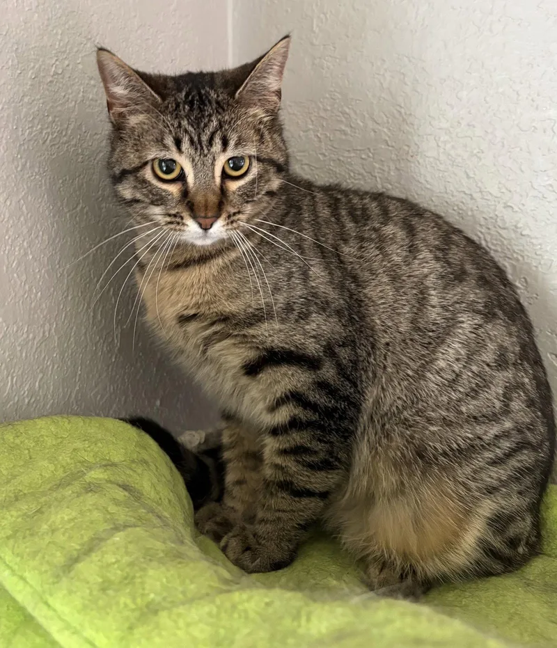 An adult medium-sized male Domestic Short Hair cat named Luke Sutton for adoption in Kansas City, MO