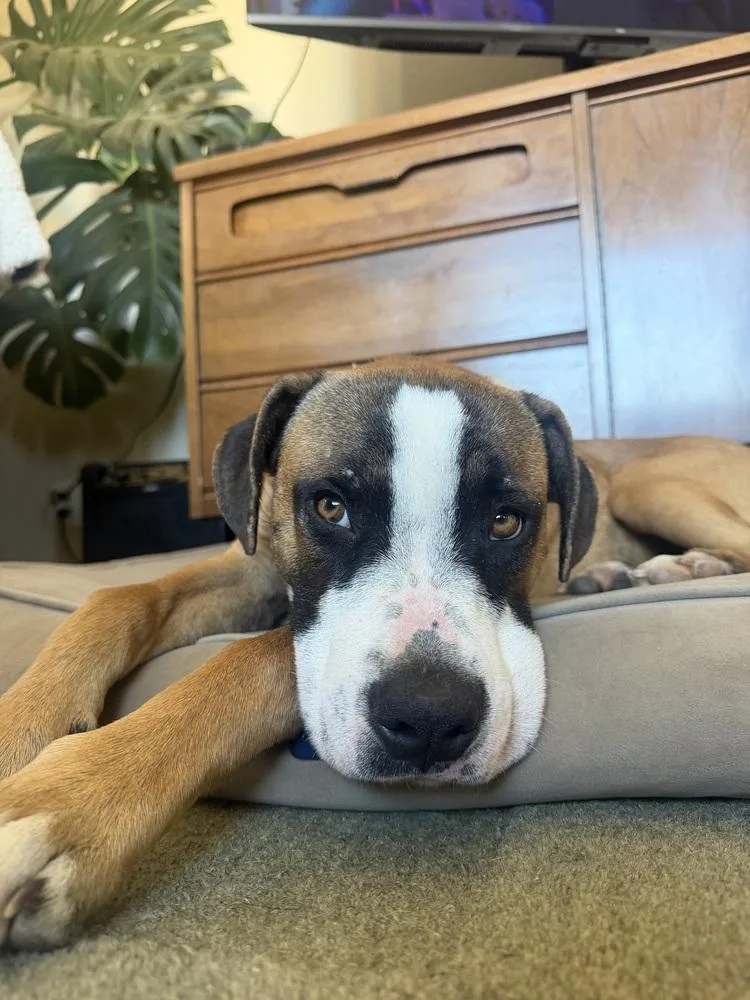 An adult medium-sized male Boxer dog named Cashew for adoption in Thornton, CO