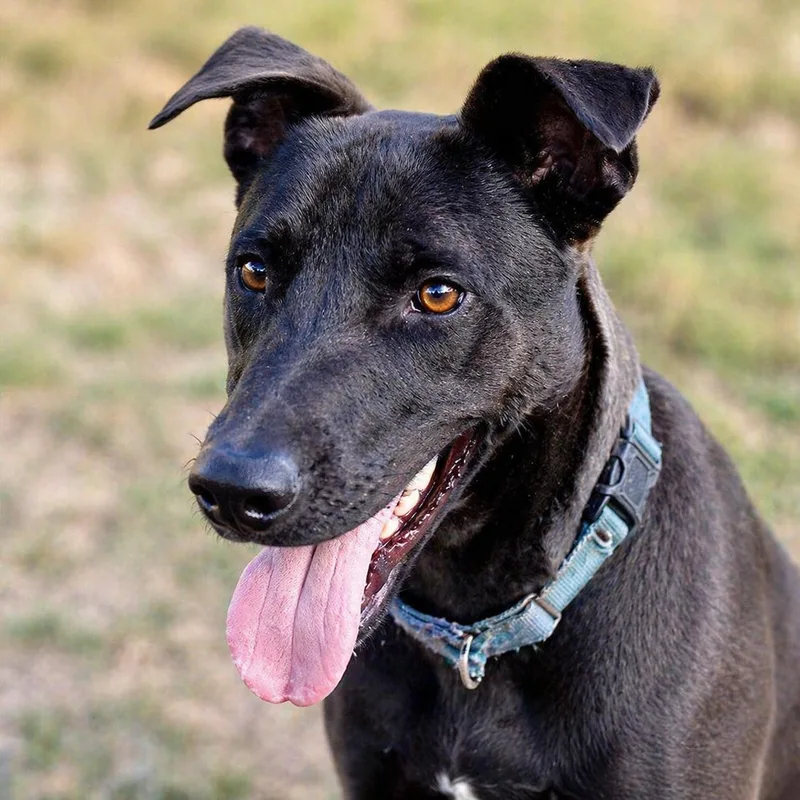 A young large-sized female Black Shepherd dog named Minnie for adoption in Brookeville, MD