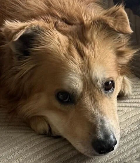 An adult medium-sized male Mixed Breed dog named Rocket for adoption in Dallas, TX
