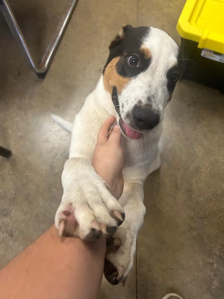 A young large-sized male Mixed Breed dog named Coby for adoption in Lockhart, TX