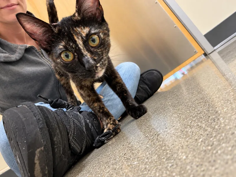 A young medium-sized female Tortoiseshell cat named Lani for adoption in Los Angeles, CA