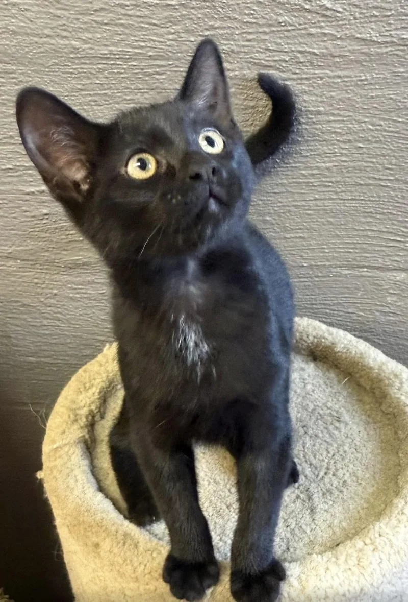 A young medium-sized male Black Domestic Short Hair cat named Bowie for adoption in Vicksburg, MS