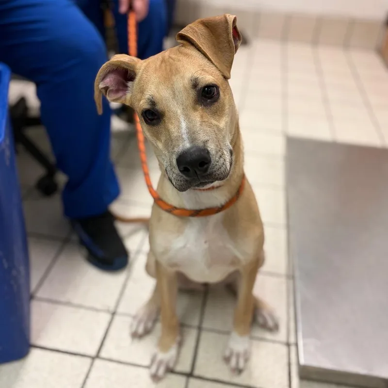 A baby medium-sized male Yellow / Tan / Blond / Fawn Mixed Breed dog named Jefferson for adoption in Charleston, WV