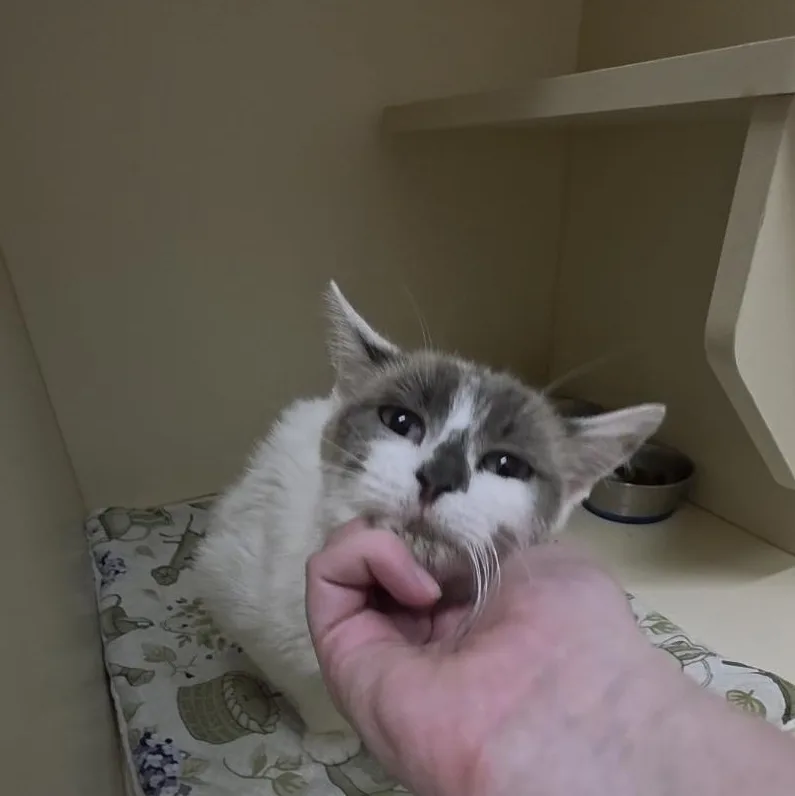 A young medium-sized female Siamese cat named Kc for adoption in Ridgecrest, CA