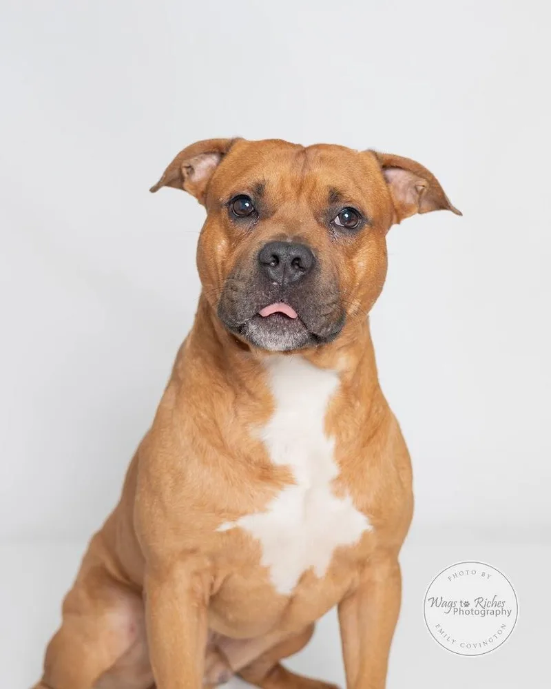 An adult medium-sized male Golden American Staffordshire Terrier dog named Poncho for adoption in Tuscaloosa, AL