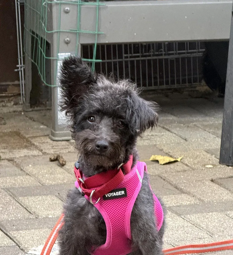 A young small-sized female Schnauzer dog named Minnie for adoption in Wheaton, IL