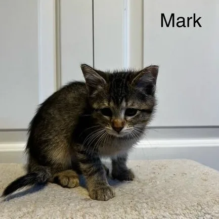 Mark Kelley thumbnail 3