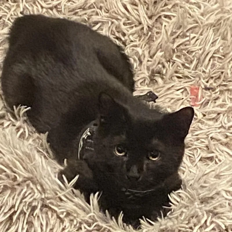 A young small-sized male Black Domestic Short Hair cat named Mario for adoption in Reisterstown, MD