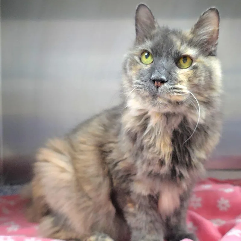 A senior large-sized female Gray / Blue / Silver Domestic Long Hair cat named Isabelle for adoption in Michigan City, IN