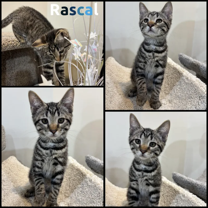 A baby small-sized male Tabby (Gray / Blue / Silver) Domestic Short Hair cat named Rascal for adoption in Louisville, KY