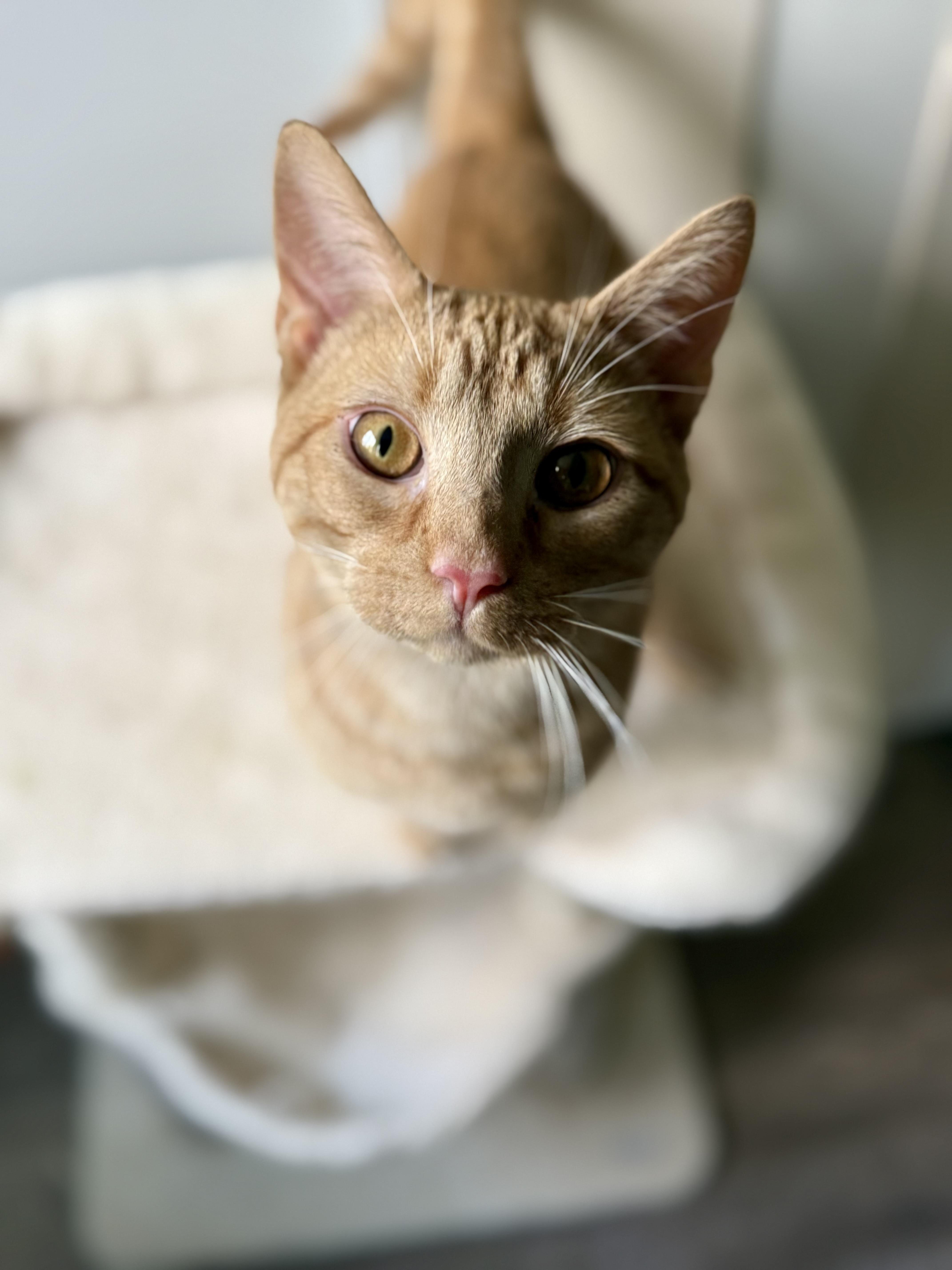 A young medium-sized male Orange / Red Domestic Short Hair cat named Tango for adoption in Johnson City, TN