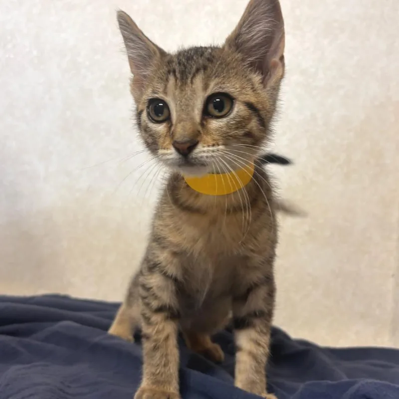 A baby small-sized female Brown / Chocolate Domestic Short Hair cat named Koi for adoption in Belleville, IL