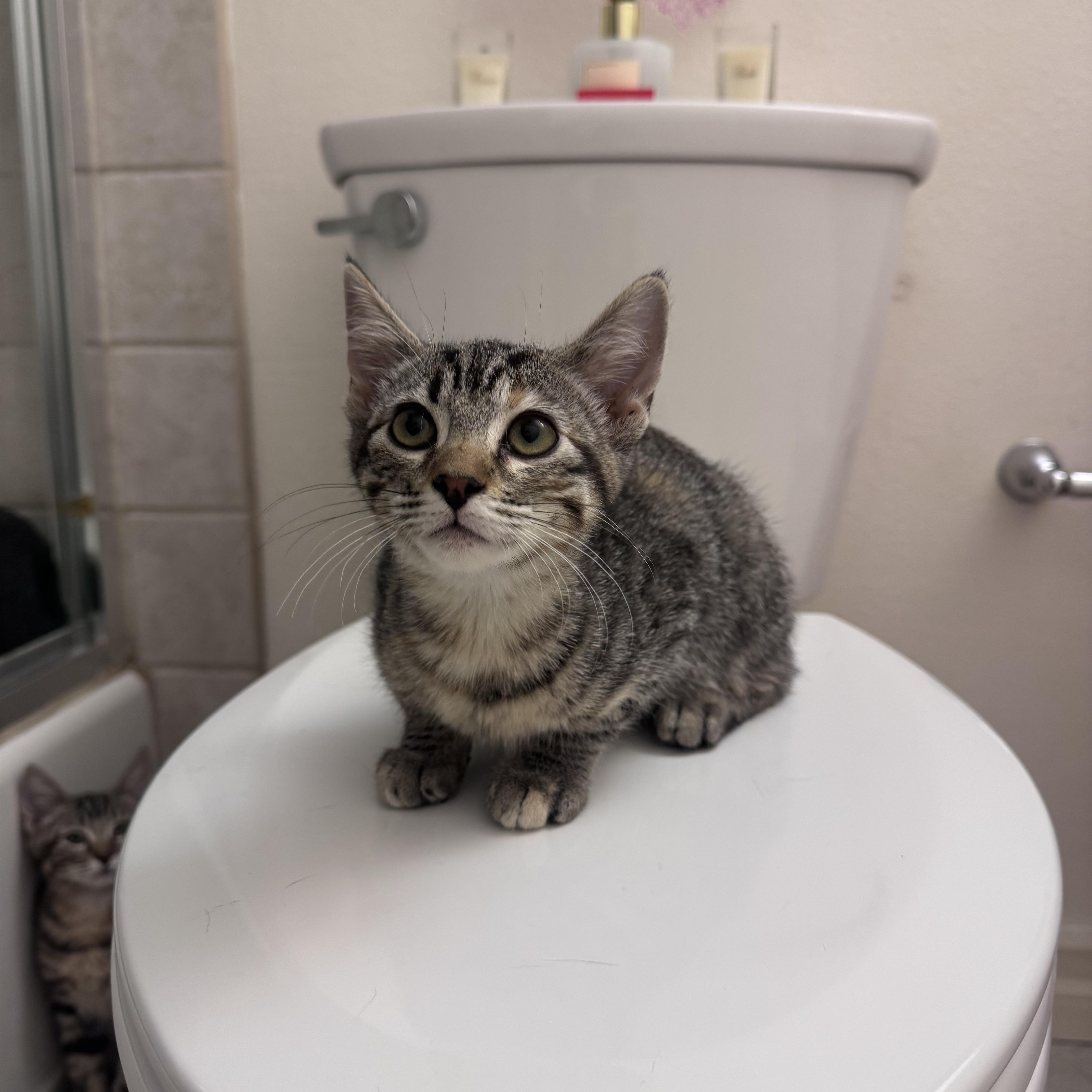 Bebe