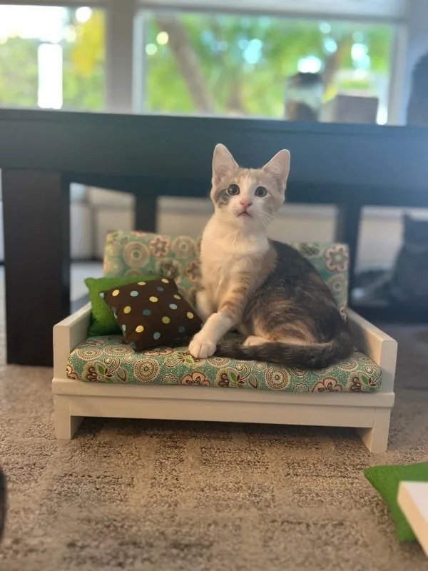 A baby medium-sized female Domestic Short Hair cat named Karen for adoption in Bonsall, CA