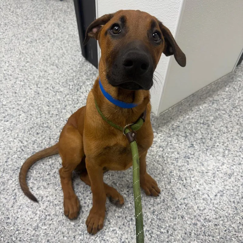 A baby medium-sized male Yellow / Tan / Blond / Fawn Belgian Shepherd / Malinois dog named Bruno for adoption in Chicago, IL