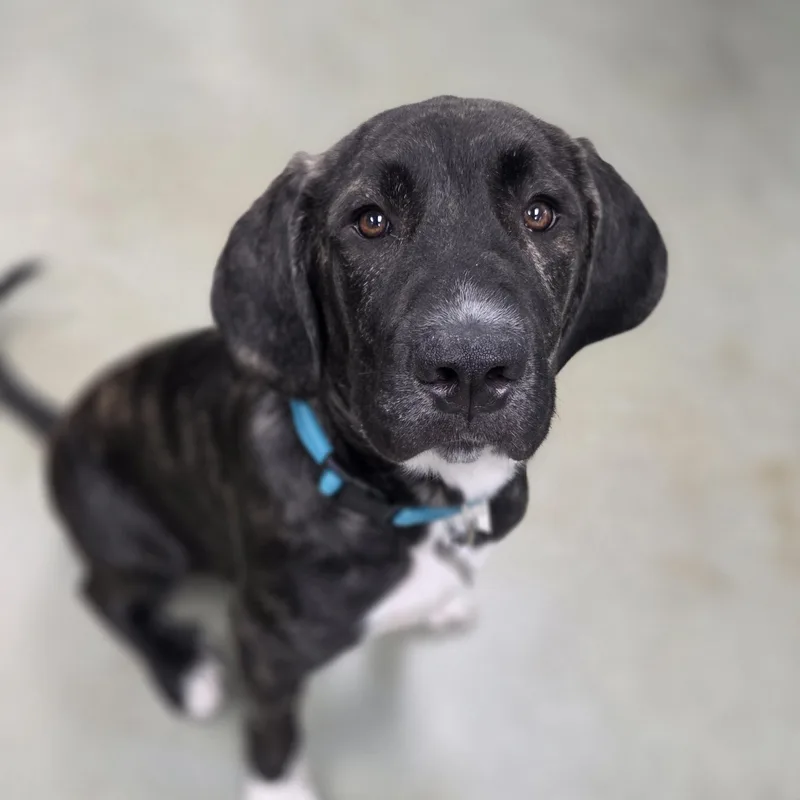 A young large-sized male Brindle Plott Hound dog named Otis for adoption in Phoenix, MD