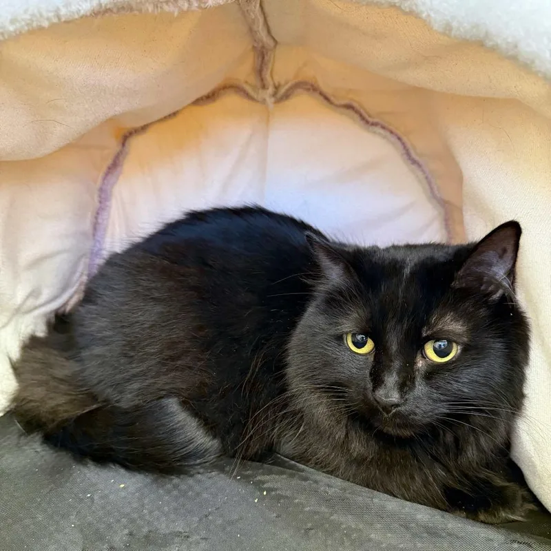 An adult medium-sized female Black Domestic Long Hair cat named Swan for adoption in Beaumont, TX