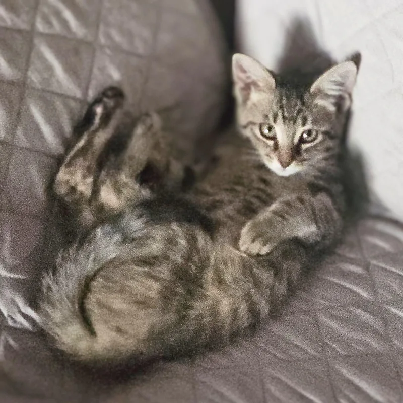 A baby medium-sized female Tabby (Brown / Chocolate) Domestic Short Hair cat named Lonie for adoption in Austin, TX