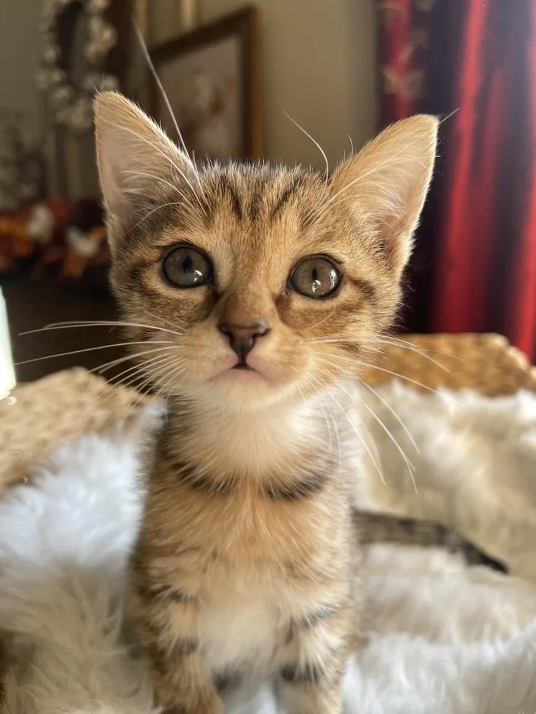 A baby small-sized female Domestic Short Hair cat named Puff for adoption in Virginia Beach, VA