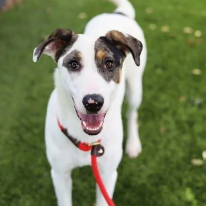 An adult large-sized male White / Cream Labrador Retriever dog named Barkley for adoption in Atlanta, GA