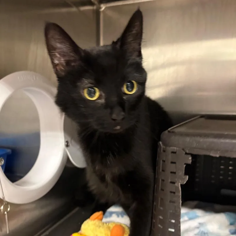 Binx