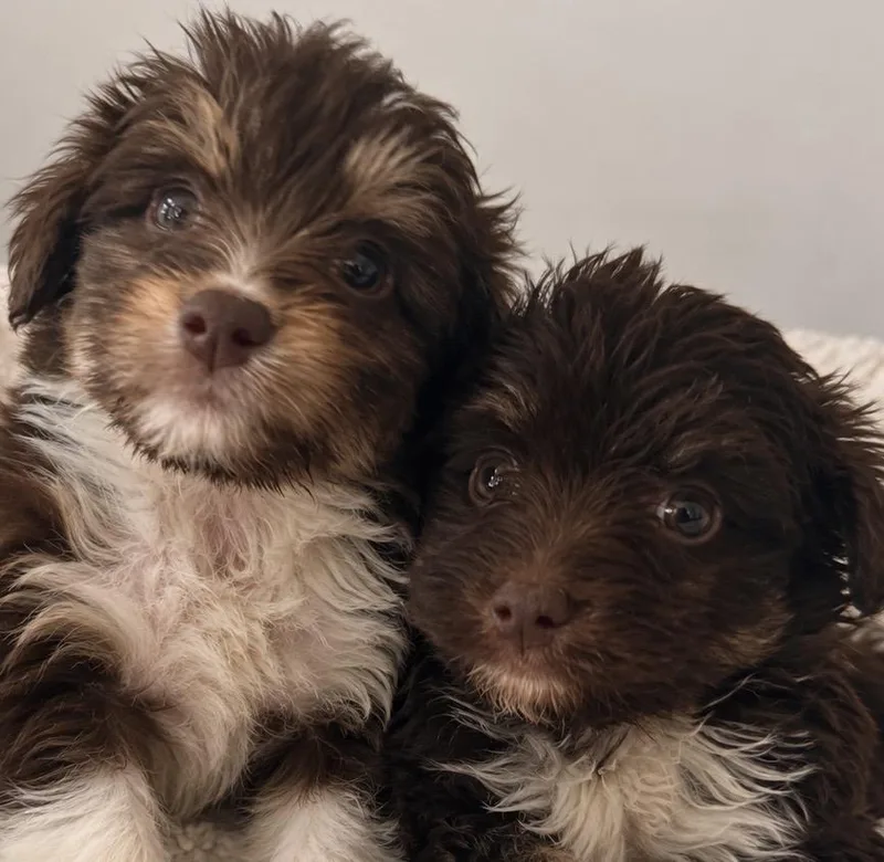 Mabel and Tansey