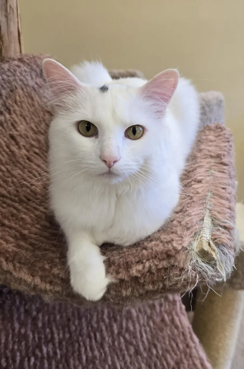 An adult medium-sized male White Domestic Long Hair cat named Lychee for adoption in Bristol, RI