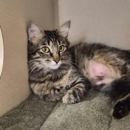 A young medium-sized female Tabby (Brown / Chocolate) Domestic Medium Hair cat named Linda for adoption in Sacramento, CA
