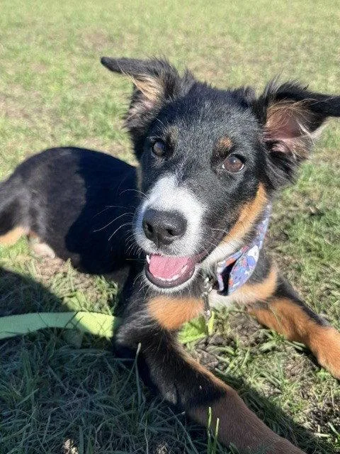 A baby medium-sized female Australian Shepherd dog named Binx for adoption in Wheaton, IL