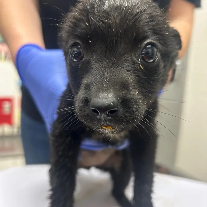 A baby small-sized female Black Labrador Retriever dog named Liz for adoption in Lufkin, TX