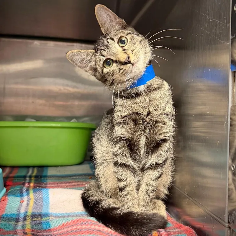 A baby small-sized male Domestic Short Hair cat named Knuckles for adoption in Ardmore, OK