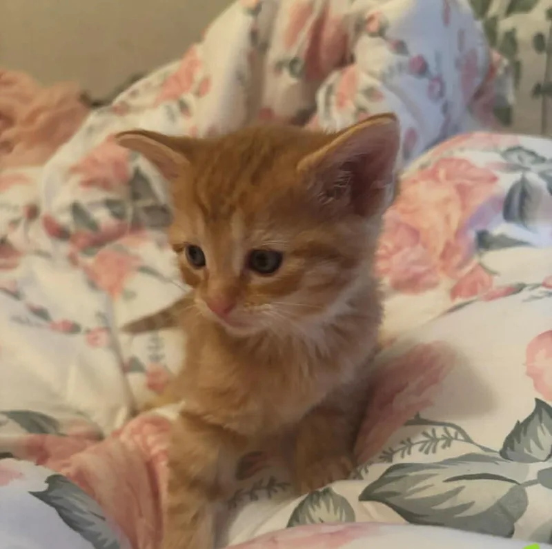 A young medium-sized male Orange / Red Domestic Short Hair cat named Dublin for adoption in Adrian, MI