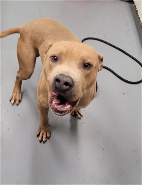 A young large-sized male Pit Bull Terrier dog named Knight for adoption in Peoria, IL