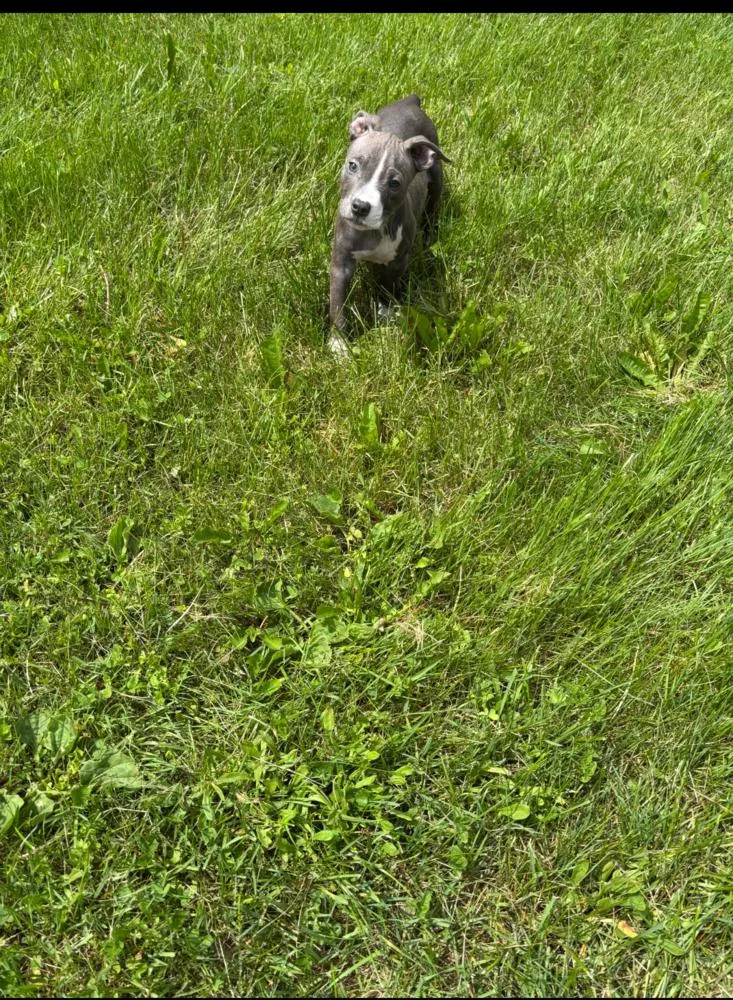 A baby small-sized female American Bulldog dog named Aurora for adoption in Thompson, PA