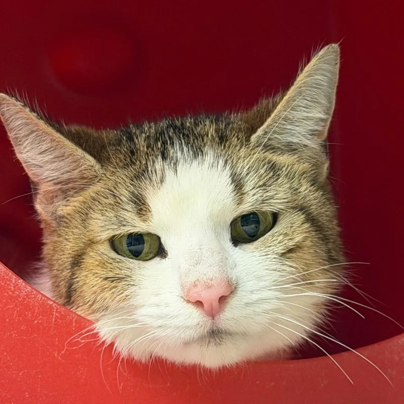 A senior small-sized female White Domestic Short Hair cat named Palace for adoption in Waukesha, WI