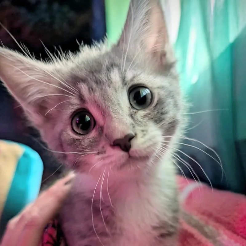 A baby large-sized male Tabby (Gray / Blue / Silver) Domestic Short Hair cat named Reese for adoption in San Diego, CA