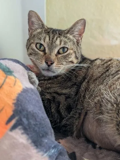 Lil Lady thumbnail 2