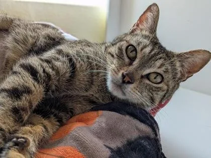 Lil Lady thumbnail 3