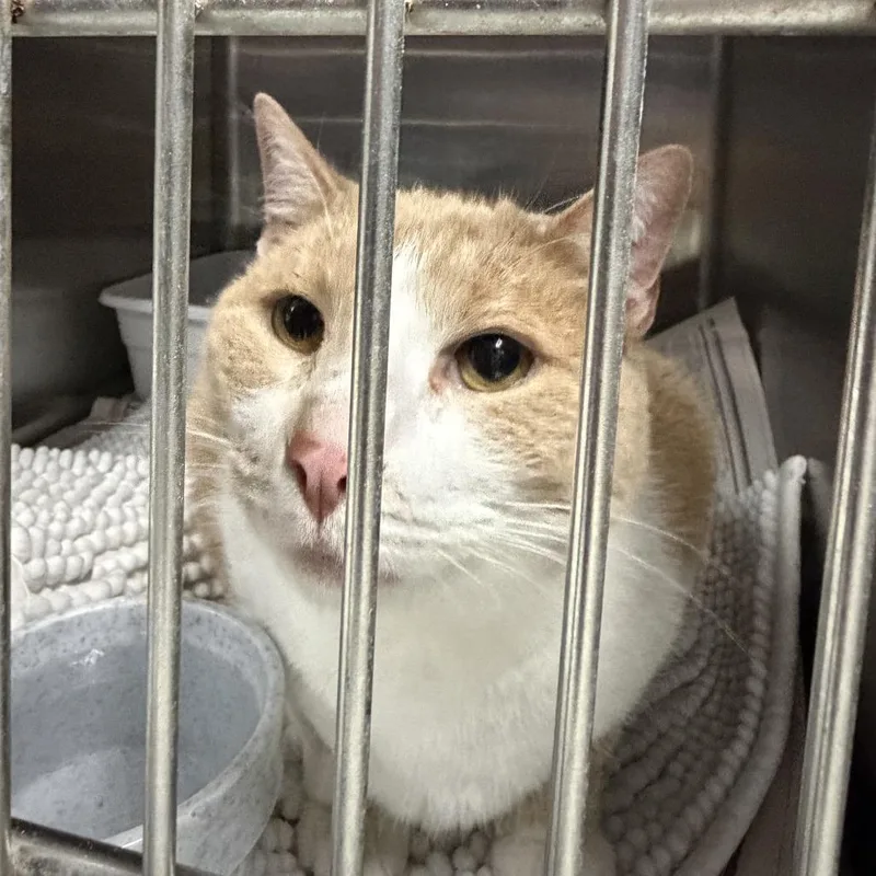 A senior large-sized male Orange / Red Domestic Short Hair cat named Tango for adoption in Marion, VA